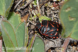 Eurydema rotundicollis (Baumwanze) (C263396) Eurydema rotundicollis (Baumwanze) (C263396)