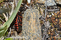 Eurydema rotundicollis (Baumwanze) (08.07.2023, C263399)