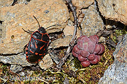 Eurydema rotundicollis (Baumwanze) (C263401) Eurydema rotundicollis (Baumwanze) (C263401)
