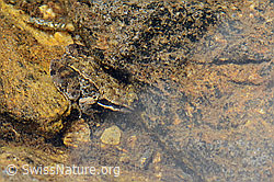 Grasfrosch (Rana temporaria) (C263448)