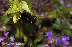 Steinhummel (Bombus lapidarius) an Schmalblättrigem Klappertopf (Rhinanthus glacialis) (C263460)