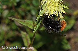 Steinhummel (Bombus lapidarius) an Schmalblättrigem Klappertopf (Rhinanthus glacialis) (C263461)