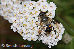 Mistbiene (Eristalis tenax)