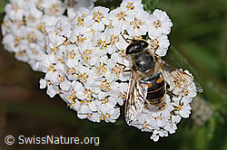 Mistbiene (Eristalis tenax) auf Gemeine Schafgarbe (Achillea millefolium) (08.07.2023, C263465)
