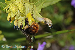 Steinhummel (Bombus lapidarius) an Schmalblättrigem Klappertopf (Rhinanthus glacialis) (C263484)