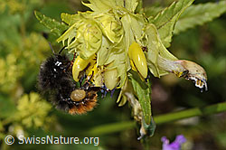 Schmalblättriger Klappertopf (Rhinanthus glacialis)