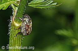 Goldstaub-Laubkäfer (Hoplia argentea) (C263491) Goldstaub-Laubkäfer (Hoplia argentea) (C263491)