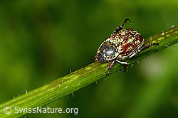 Goldstaub-Laubkäfer (Hoplia argentea) (C263494) Goldstaub-Laubkäfer (Hoplia argentea) (C263494)