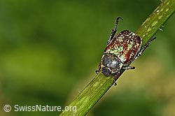 Goldstaub-Laubkäfer (Hoplia argentea) (C263495) Goldstaub-Laubkäfer (Hoplia argentea) (C263495)