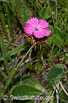 Gewöhnliche Kartäuser-Nelke (Dianthus carthusianorum) (08.07.2023, C263498)