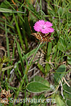 Gewöhnliche Kartäuser-Nelke (Dianthus carthusianorum) (C263500) Gewöhnliche Kartäuser-Nelke (Dianthus carthusianorum) (C263500)