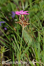 Gewöhnliche Kartäuser-Nelke (Dianthus carthusianorum) (08.07.2023, C263502)
