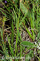 Gewöhnliche Kartäuser-Nelke (Dianthus carthusianorum) (C263504) Gewöhnliche Kartäuser-Nelke (Dianthus carthusianorum) (C263504)