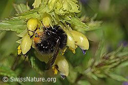 Steinhummel (Bombus lapidarius) an Schmalblättrigem Klappertopf (Rhinanthus glacialis) (C263511)