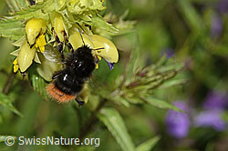 Steinhummel (Bombus lapidarius) an Schmalblättrigem Klappertopf (Rhinanthus glacialis) (C263512)
