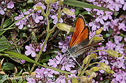 Lycaena hippothoe eurydame on Thymus praecox ssp. praecox (C263551) Lycaena hippothoe eurydame on Thymus praecox ssp. praecox (C263551)
