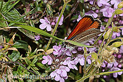 Lycaena hippothoe eurydame on Thymus praecox ssp. praecox (C263552) Lycaena hippothoe eurydame on Thymus praecox ssp. praecox (C263552)