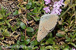 Lilagold-Feuerfalter (Lycaena hippothoe eurydame) auf Frühblühendem Thymian (Thymus praecox ssp. praecox) (08.07.2023, C263554)