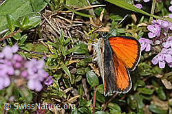 Lycaena hippothoe eurydame on Thymus praecox ssp. praecox (C263556) Lycaena hippothoe eurydame on Thymus praecox ssp. praecox (C263556)