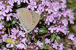 Lycaena hippothoe eurydame on Thymus praecox ssp. praecox (C263558) Lycaena hippothoe eurydame on Thymus praecox ssp. praecox (C263558)