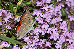 Lycaena hippothoe eurydame on Thymus praecox ssp. praecox (C263561) Lycaena hippothoe eurydame on Thymus praecox ssp. praecox (C263561)