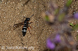 Stenodynerus punctifrons (Solitäre Faltenwespe) (08.07.2023, C263566)