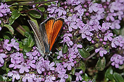 Lycaena hippothoe eurydame on Thymus praecox ssp. praecox (C263570) Lycaena hippothoe eurydame on Thymus praecox ssp. praecox (C263570)