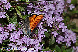 Lycaena hippothoe eurydame on Thymus praecox ssp. praecox (C263571) Lycaena hippothoe eurydame on Thymus praecox ssp. praecox (C263571)