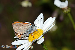 Photo: Lycaena hippothoe eurydame on Leucanthemum adustum