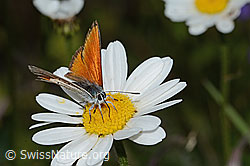 Lilagold-Feuerfalter (Lycaena hippothoe eurydame) auf Berg-Margerite (Leucanthemum adustum) (08.07.2023, C263584)