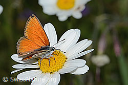 Lilagold-Feuerfalter (Lycaena hippothoe eurydame) auf Berg-Margerite (Leucanthemum adustum)