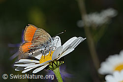 Photo: Lycaena hippothoe eurydame on Leucanthemum adustum
