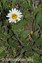 Photo: Leucanthemum adustum