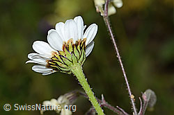 Photo: Leucanthemum adustum