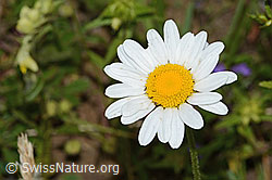 Berg-Margerite (Leucanthemum adustum) (08.07.2023, C263603)