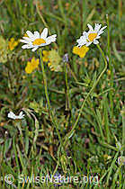 Berg-Margerite (Leucanthemum adustum) (08.07.2023, C263604)