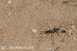 Gemeine Sandwespe (Ammophila sabulosa) (C263606) Gemeine Sandwespe (Ammophila sabulosa) (C263606)