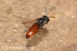 Sphecodes gibbus (Blutbiene) (C263614) Sphecodes gibbus (Blutbiene) (C263614)