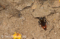 Sphecodes gibbus (Blutbiene) (C263615) Sphecodes gibbus (Blutbiene) (C263615)
