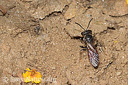 Sphecodes gibbus (Blutbiene) (C263616) Sphecodes gibbus (Blutbiene) (C263616)