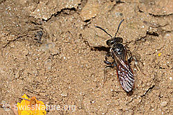 Sphecodes gibbus (Blutbiene) (C263617) Sphecodes gibbus (Blutbiene) (C263617)