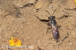 Sphecodes gibbus (Blutbiene) (C263618) Sphecodes gibbus (Blutbiene) (C263618)