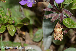 Teichwickler (Celypha lacunana) (C263634) Teichwickler (Celypha lacunana) (C263634)
