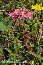 Spinnweb-Hauswurz (Sempervivum arachnoideum) (08.07.2023, C263652)