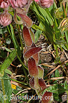 Spinnweb-Hauswurz (Sempervivum arachnoideum) (C263654)