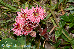 Spinnweb-Hauswurz (Sempervivum arachnoideum) (08.07.2023, C263657)
