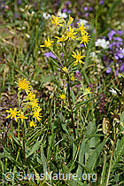 Alpen-Goldrute (Solidago virgaurea ssp. minuta) (C263681)