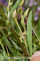 Alpen-Goldrute (Solidago virgaurea ssp. minuta) (C263688)