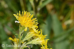 Alpen-Goldrute (Solidago virgaurea ssp. minuta) (C263697)
