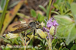 Berg-Raubfliege (Didysmachus picipes) (C263709)